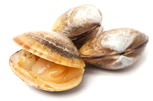 Vongole